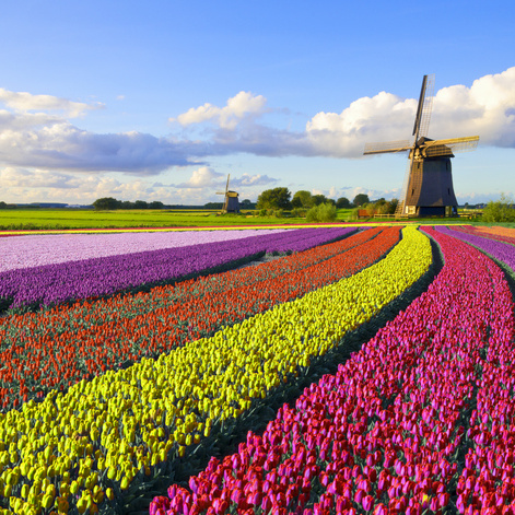 Colorful tulip field in front of a Dutch windmill under a nicely clouded sky